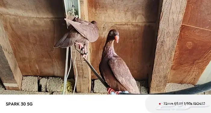 حمام سوري 17