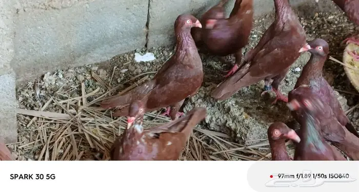حمام سوري 22