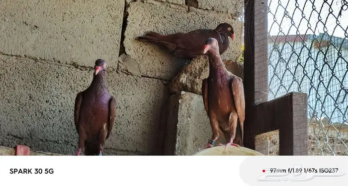 حمام سوري 25