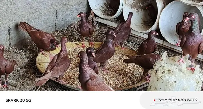 حمام سوري 29