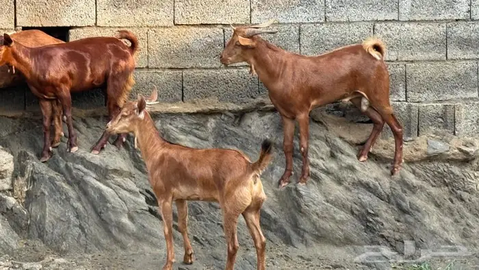 معزا دهم جذعات 5 بالفحل 6