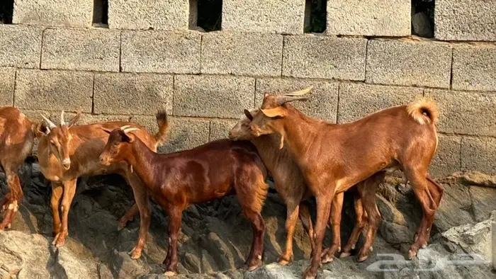 معزا دهم جذعات 5 بالفحل 7