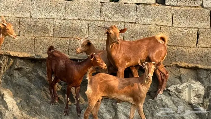 معزا دهم جذعات 5 بالفحل 3