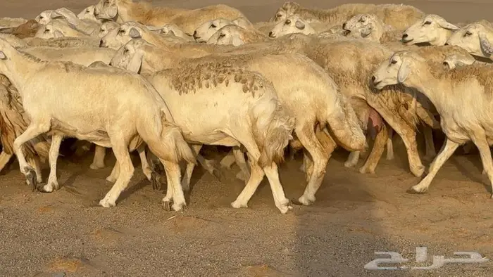 غنم صنف جباره عظم مفاصيل 70 1