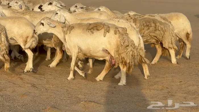 غنم صنف جباره عظم مفاصيل 70 6