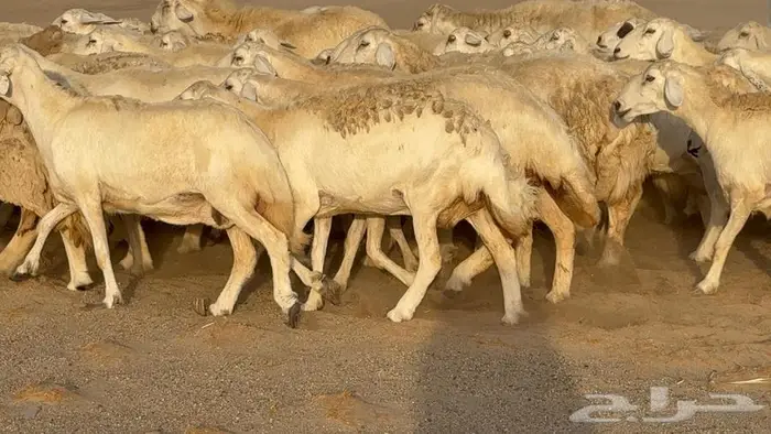 غنم صنف جباره عظم مفاصيل 70 5
