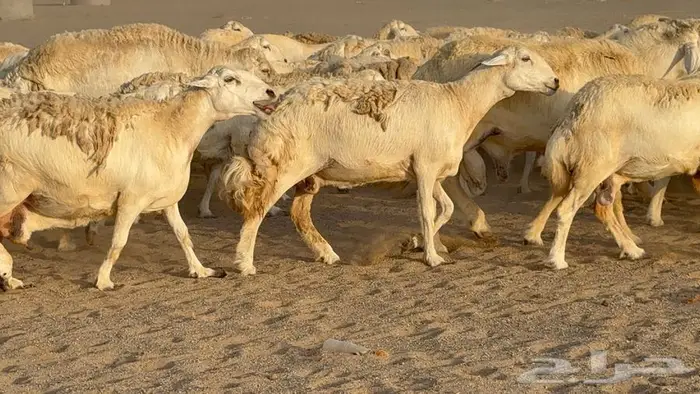 غنم صنف جباره عظم مفاصيل 70 14
