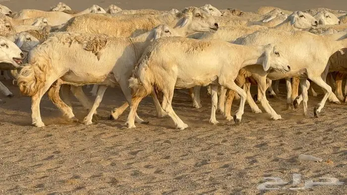غنم صنف جباره عظم مفاصيل 70 13