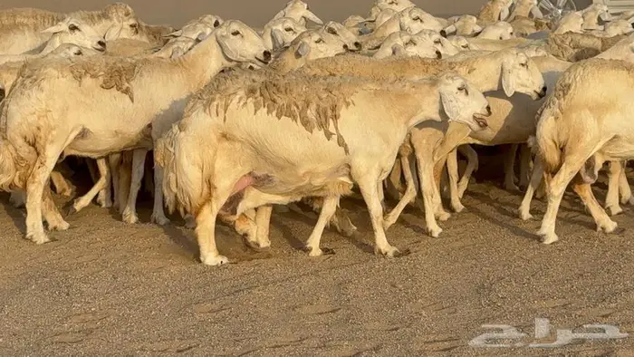 غنم صنف جباره عظم مفاصيل 70 2