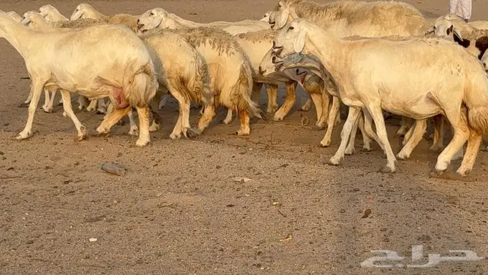 غنم صنف جباره عظم مفاصيل 70 3