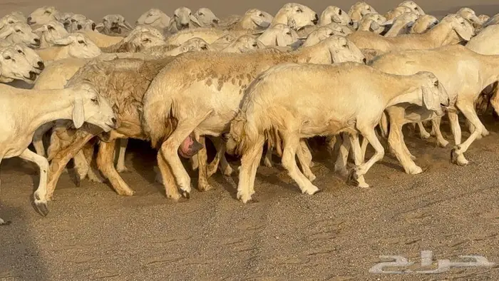 غنم صنف جباره عظم مفاصيل 70 4