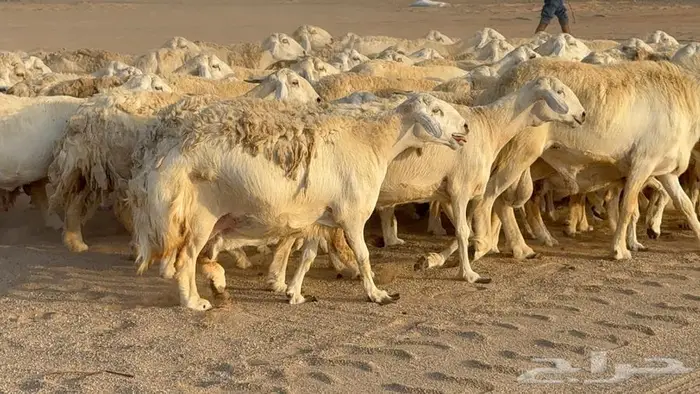 غنم صنف جباره عظم مفاصيل 70 0