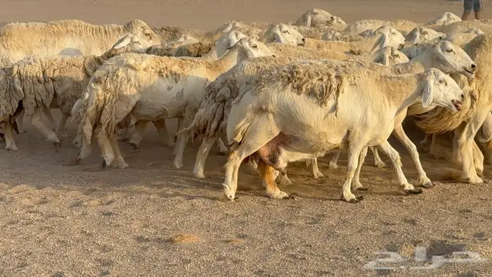 غنم صنف جباره عظم مفاصيل 70 10