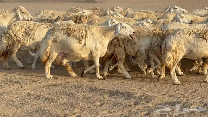 غنم صنف جباره عظم مفاصيل 70 9