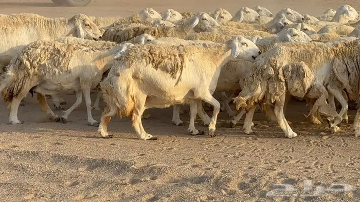غنم صنف جباره عظم مفاصيل 70 12