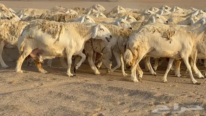 غنم صنف جباره عظم مفاصيل 70 11
