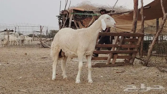 مشروع فحل ابرصصص تم البيع 0