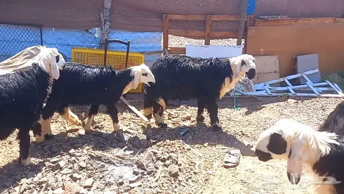 طليان نجد طيبه ذبايح وفحول لاعلي سوم 7