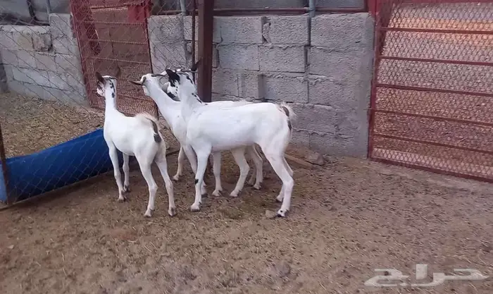 جفير للبيع 3
