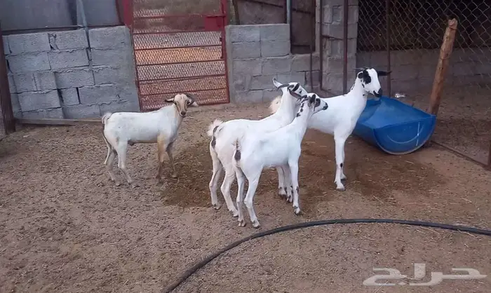 جفير للبيع 1