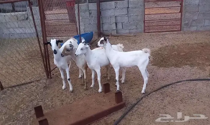 جفير للبيع 2