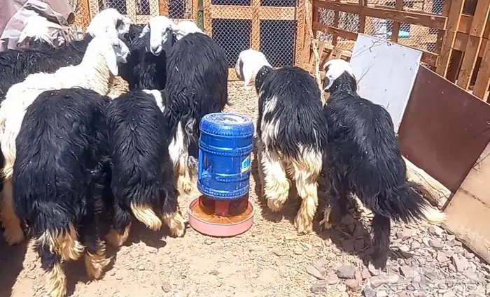 طليان نجد طيبه ذبايح وفحول لاعلي سوم 20