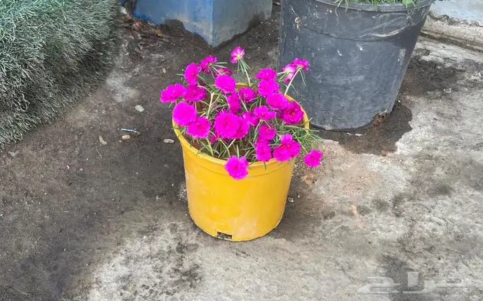 ورد صباح الخير 1