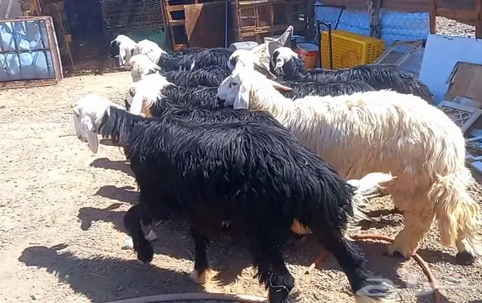 طليان نجد طيبه ذبايح وفحول لاعلي سوم 14