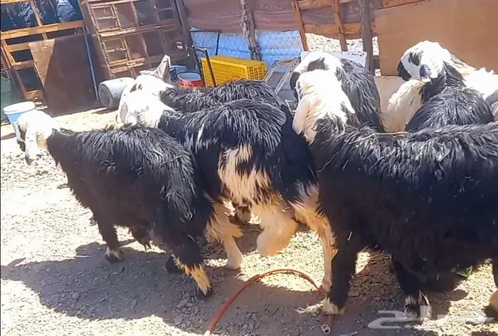 طليان نجد طيبه ذبايح وفحول لاعلي سوم 17