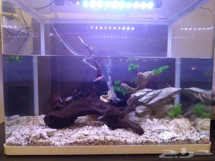حوض سمك حجم كبير fish aquarium 0