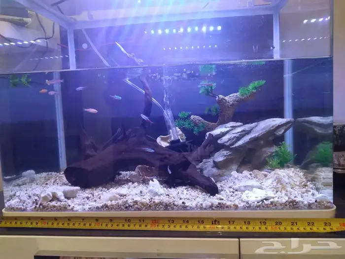 حوض سمك حجم كبير fish aquarium 1