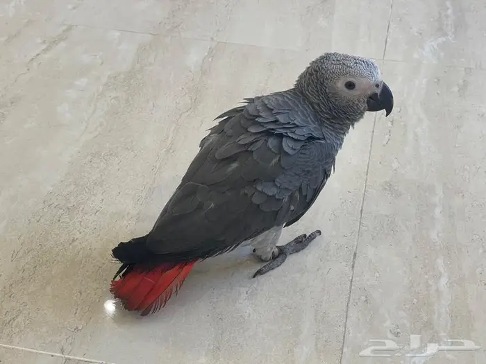فرخ كاسكو اليف للبيع مفطوم وجاهز 2