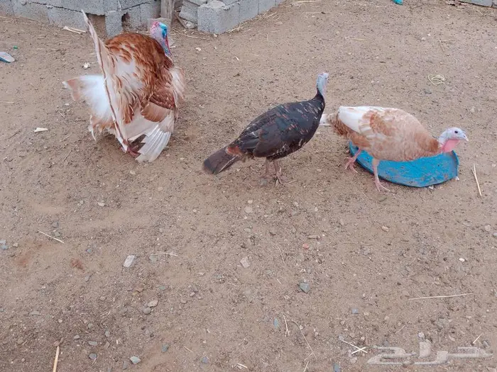 دجاج رومي 1