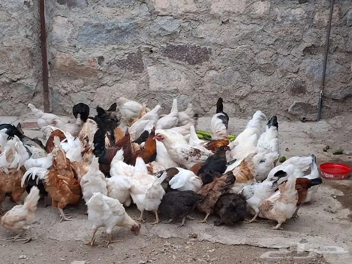 دجاج عربي 0