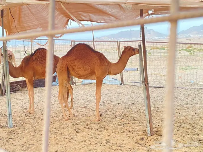 حاشي للبيع 0