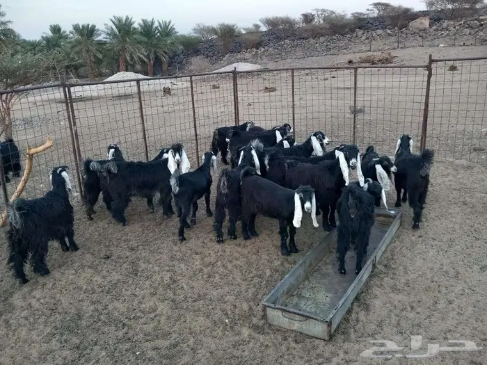 جفرات العدد20 تم البيع الله يباركله 6