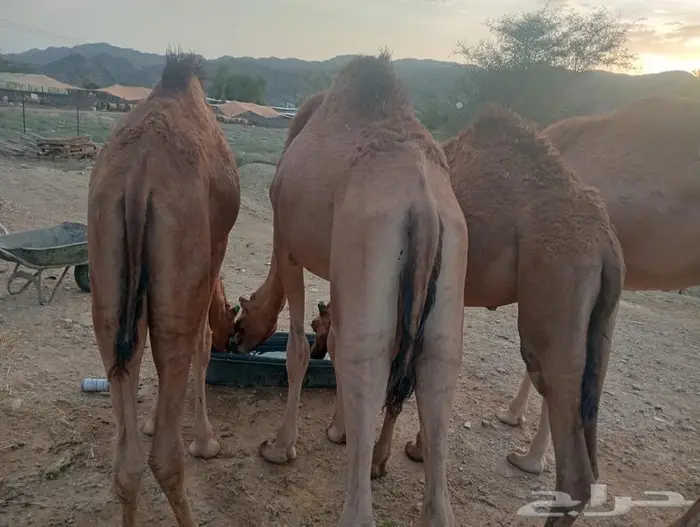 جودة المواشي   رضا الزبون   ربحك مضمون 1