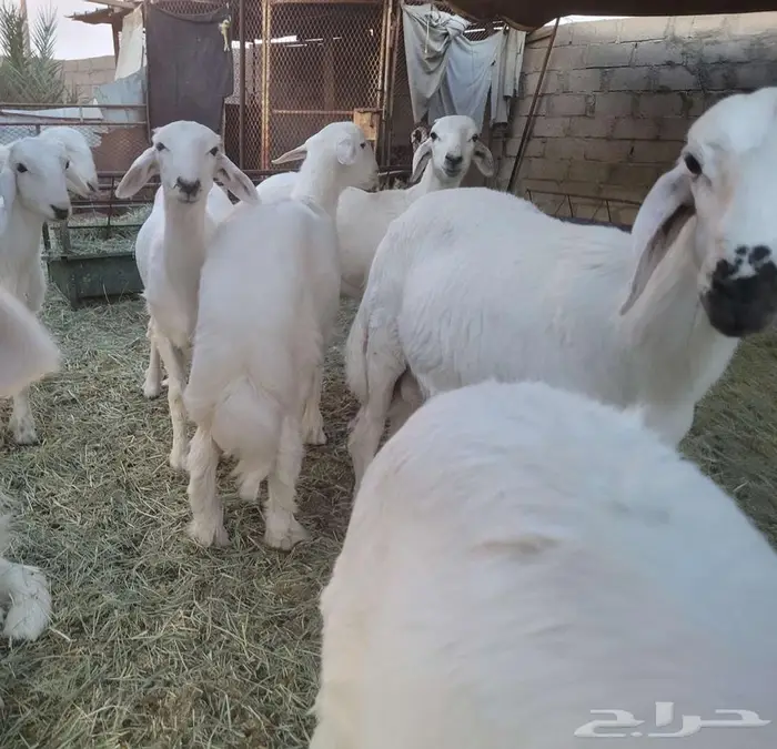 خرفان للبيع 10 ( بيشه ) 2