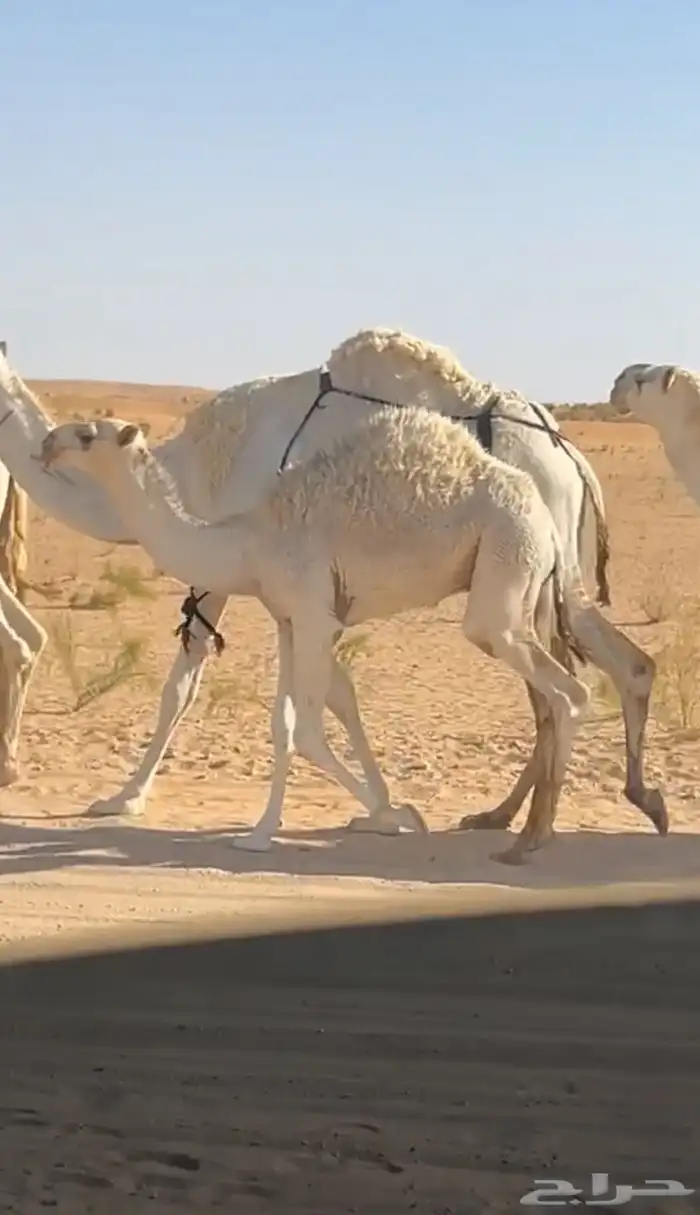 قعود للبيع 0