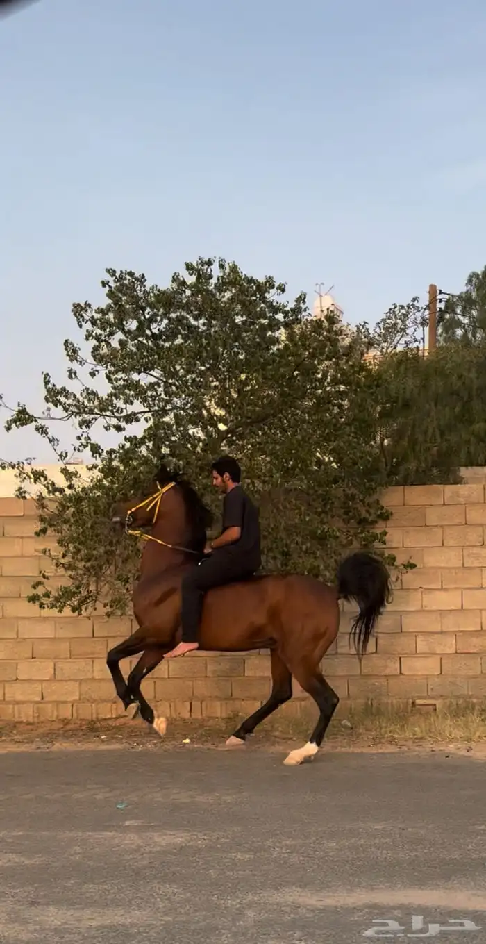 حصان شعبي 1