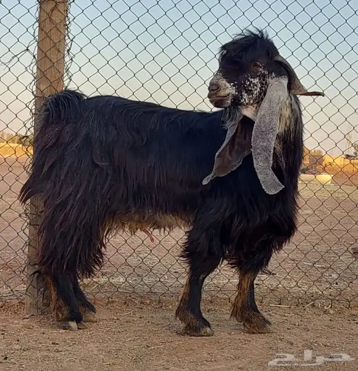 فحل عارضي رباع 0