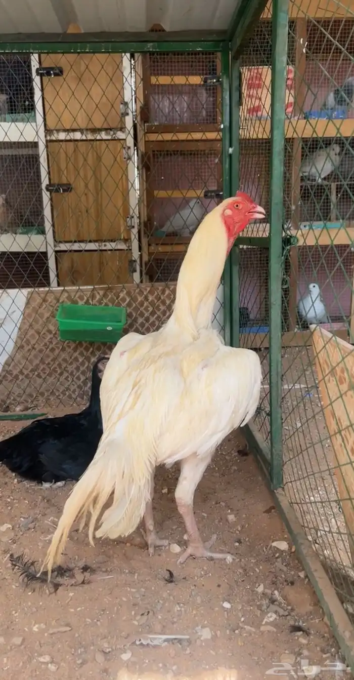 ديك شامو 0
