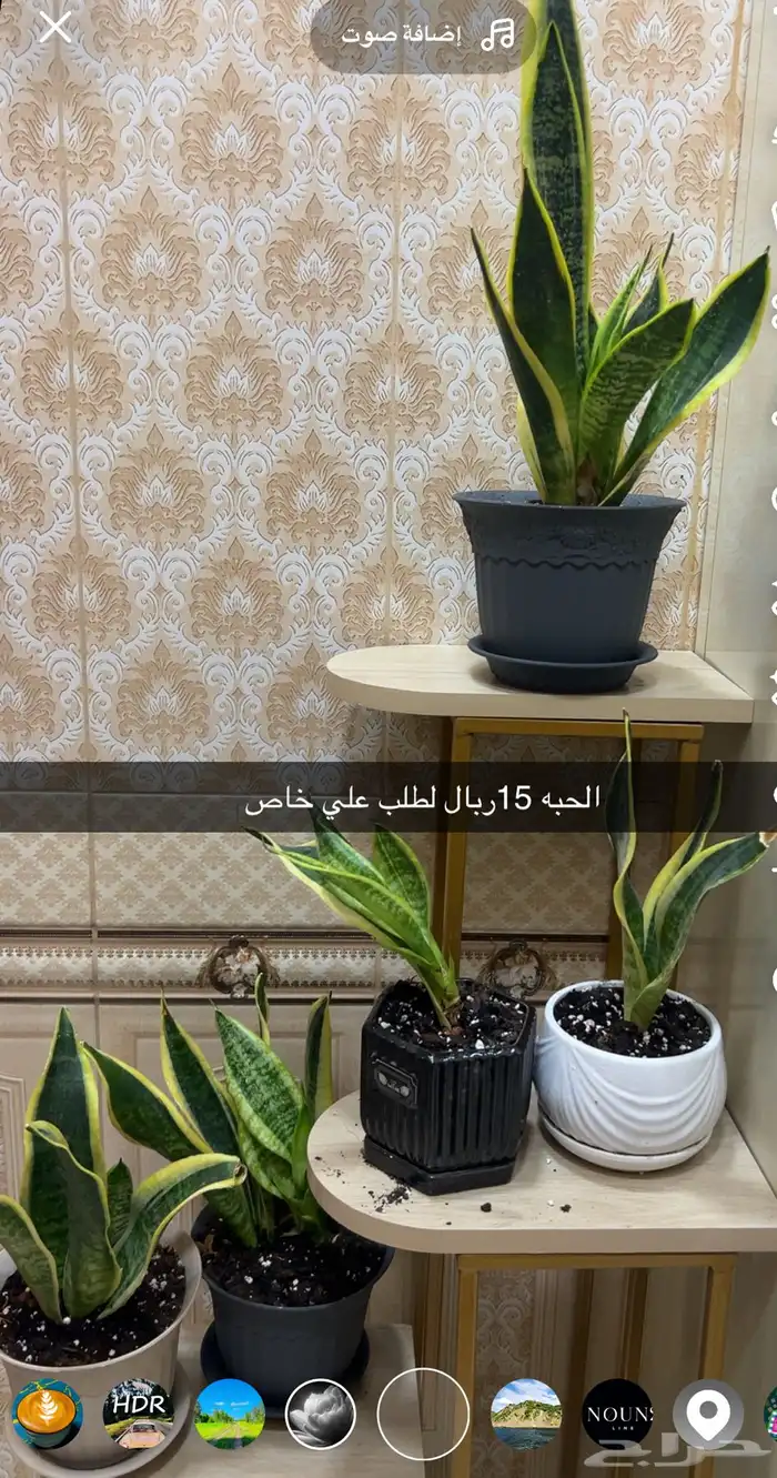اشجار داخليه تعطي المكان جماليه 2