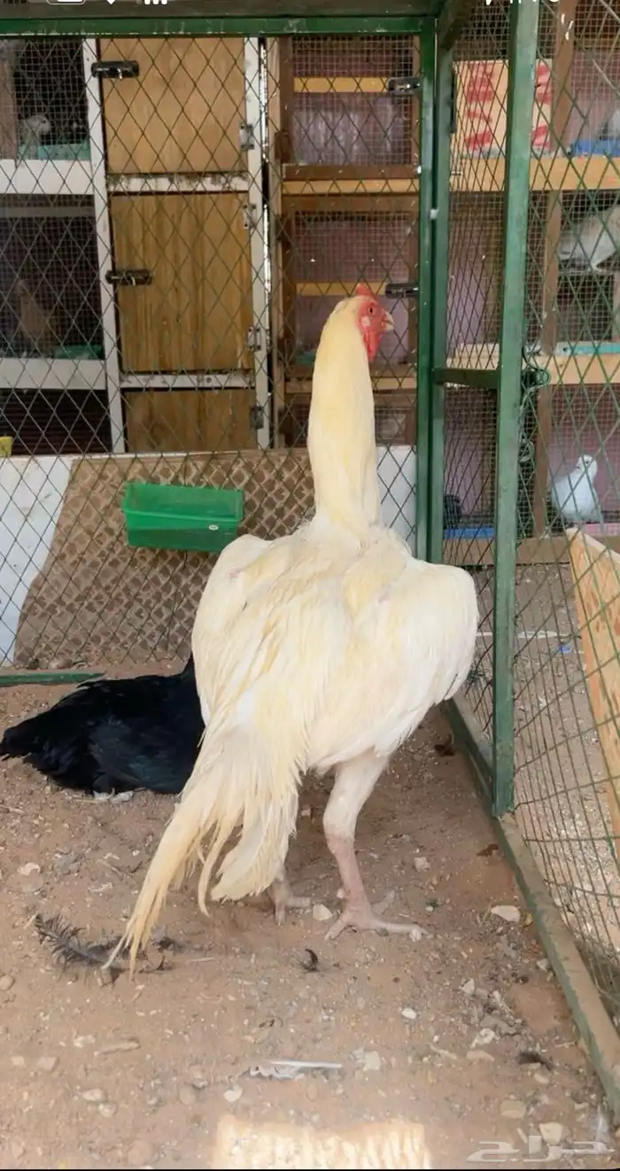 ديك شامو 1