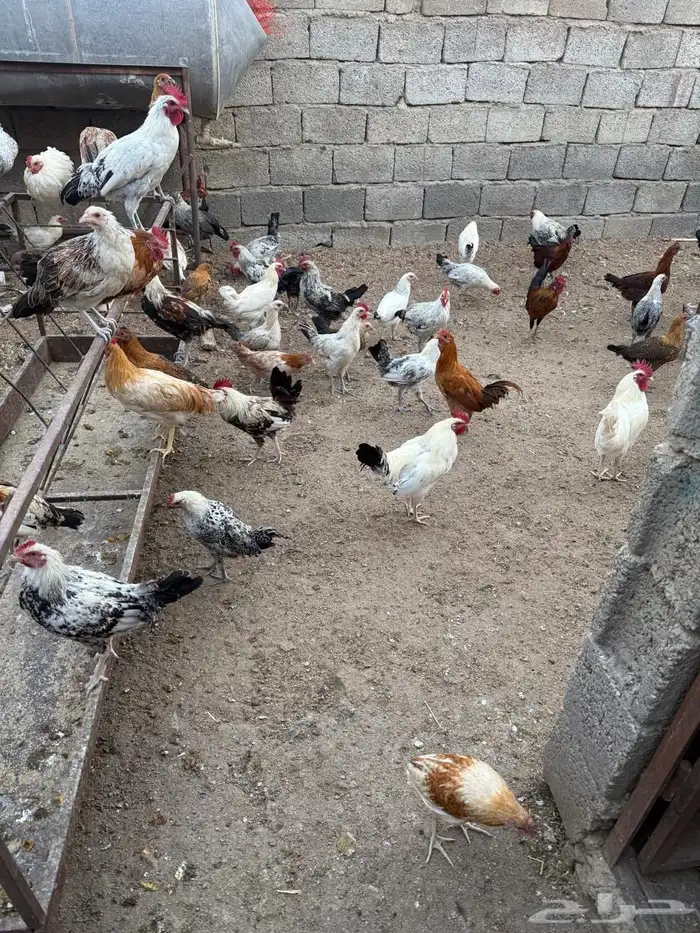 دجاج بلدي للبيع العدد 600تقريبا 1