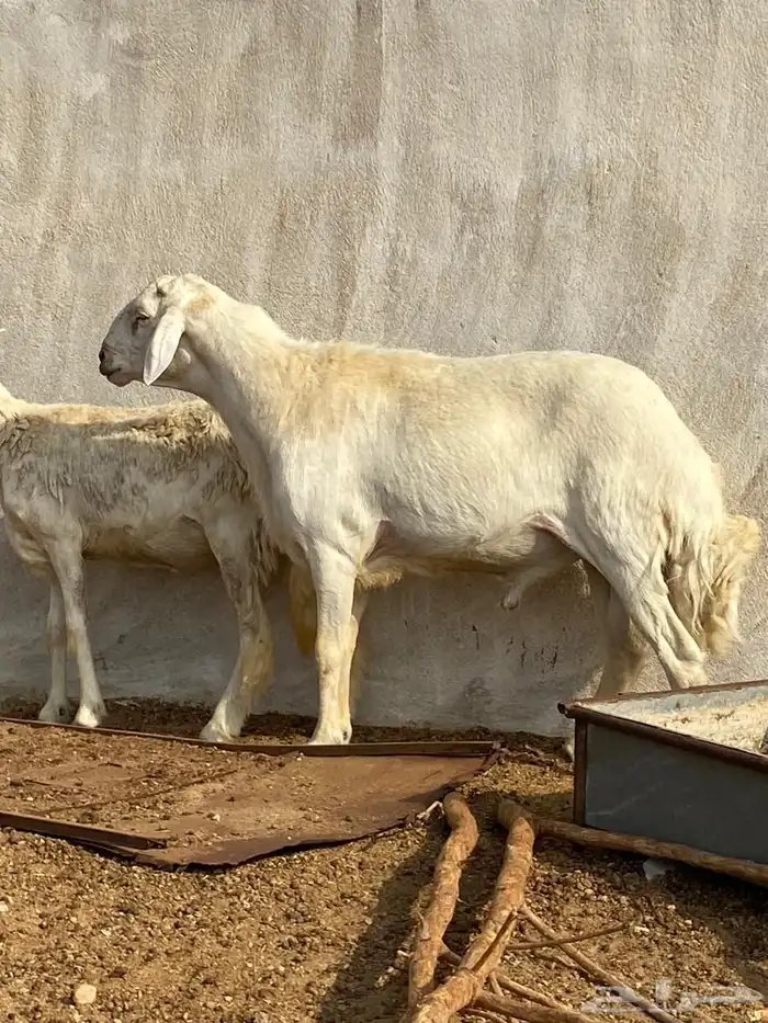 طلي فحل مشروط تم البيع 0