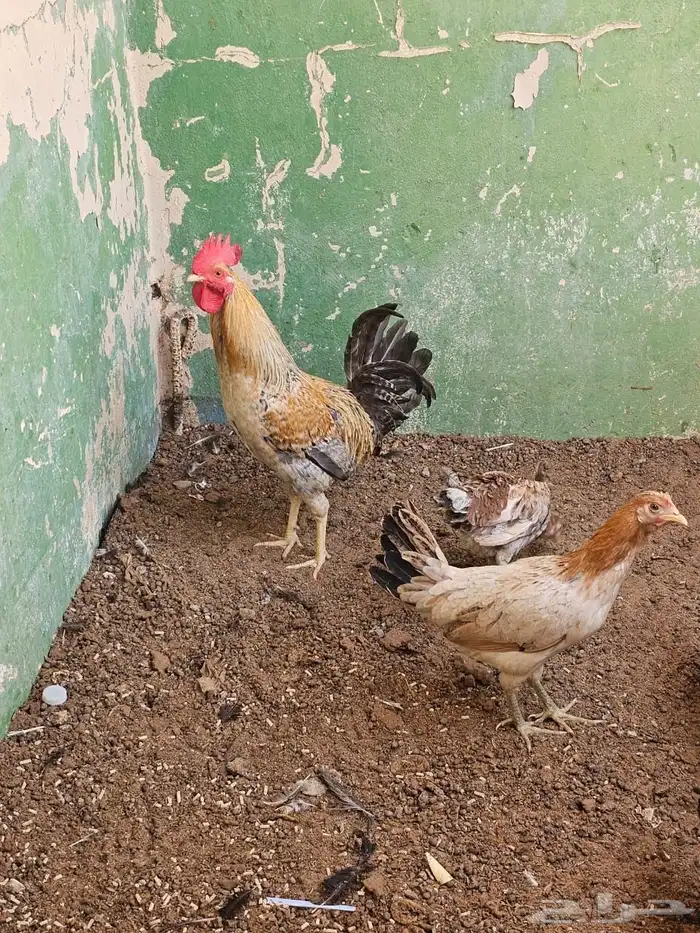 دجاج عربي   دجاج بولش 3