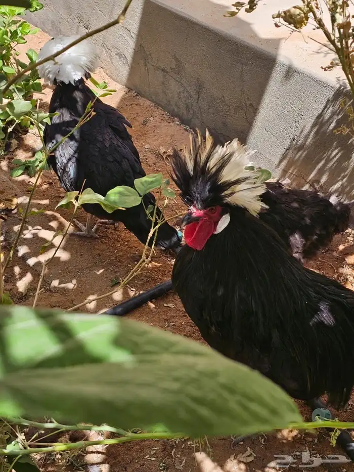 دجاج عربي   دجاج بولش 0