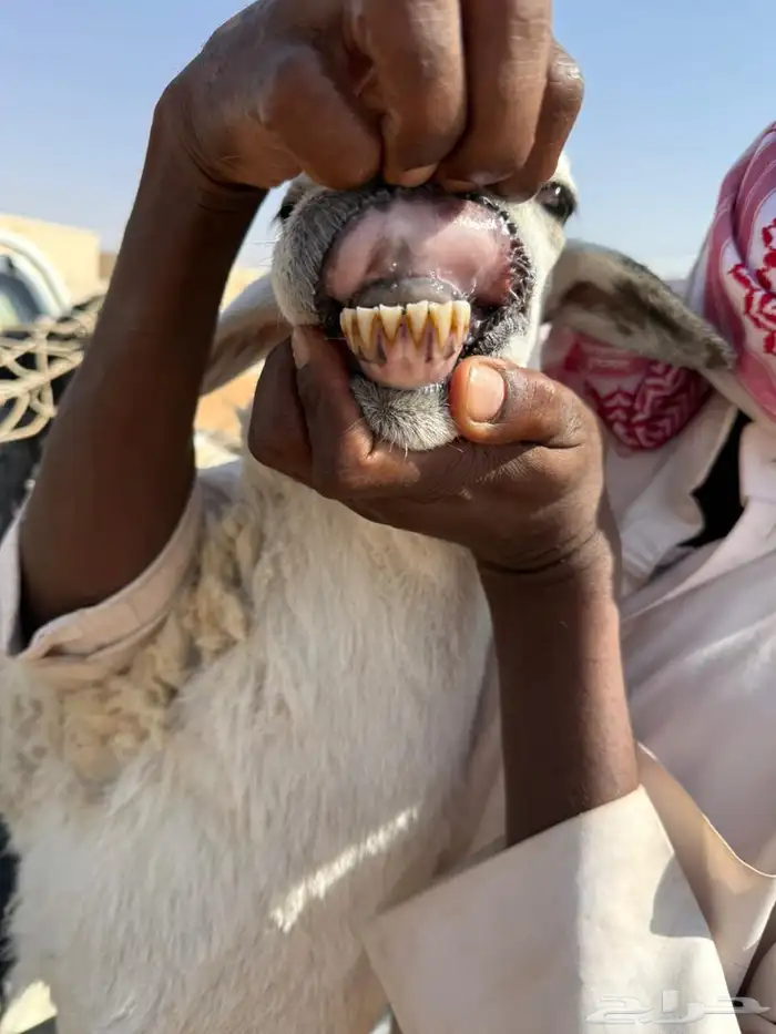 حريه للبيع 0