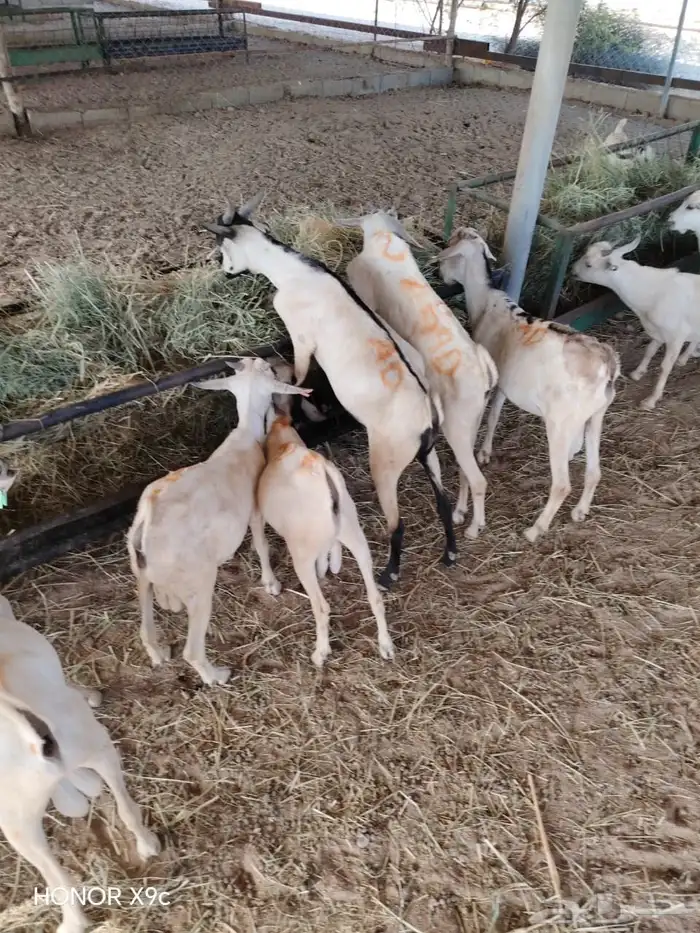 لتجار الجمله والملاحم متوفر غنم وقعدان ممتازه للبيع 1